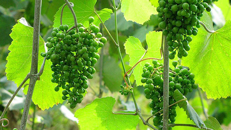 alvarinho-vinho-verde